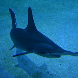 Aquarium Biarritz - Sphyrna lewinii