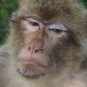 Barbary macaque (Macaca sylvanus), 2024-08-21