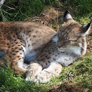 Eurasian lynx (Lynx lynx lynx), 2024-08-21