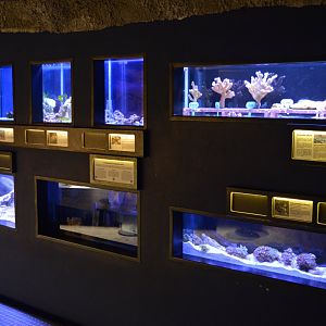 Aquarium Biarritz - Aquarium for small fishes and invertebrates