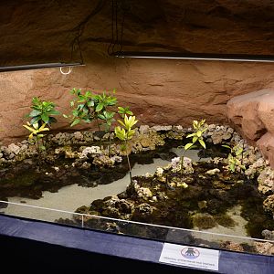 Aquarium Biarritz - Mangrove aquarium