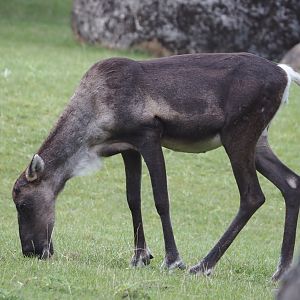 Eurasian forest reindeer (Rangifer tarandus fennicus), 2024-08-21