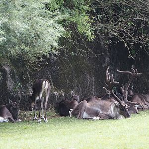 Eurasian forest reindeer herd (Rangifer tarandus fennicus), 2024-08-21