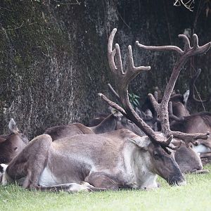 Male Eurasian forest reindeer (Rangifer tarandus fennicus), 2024-08-21