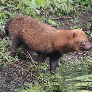 Bush dog (Speothos venaticus), 2024-08-21