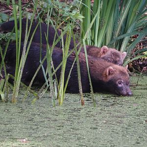 Young Bush dogs (Speothos venaticus), 2024-08-21