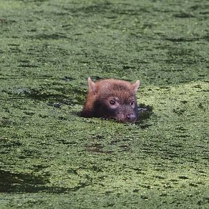 Swimming Bush dog (Speothos venaticus), 2024-08-21