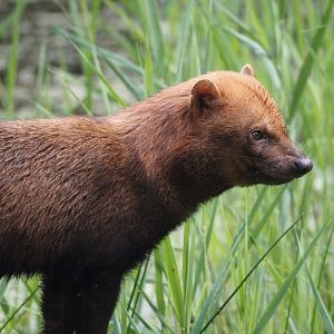 Bush dog (Speothos venaticus), 2024-08-21