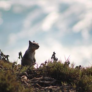 California Ground Squirrel (O. beecheyi)
