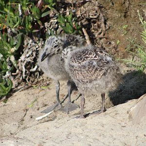 Western Gull Chicks (Larus occidentalis)