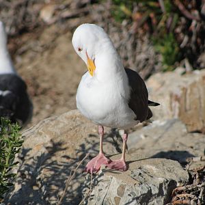 Western Gull (Larus occidentalis)