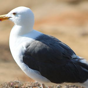 Western Gull (Larus occidentalis)