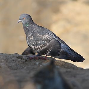 Rock Pigeon (Columba livia)