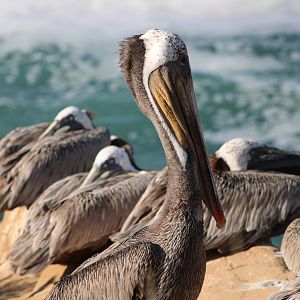 California Brown Pelicans (P. o. californicus)