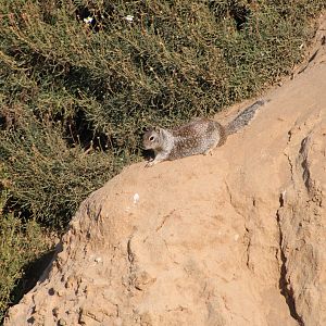 A Distant California Ground Squirrel (O. beecheyi