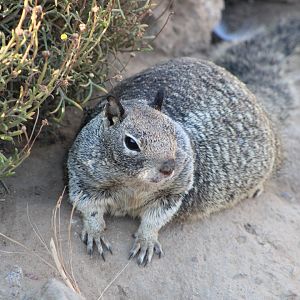 California Ground Squirrel (O. beecheyi)