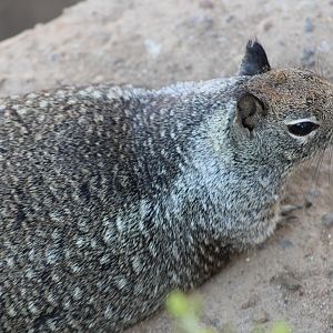 California Ground Squirrel (O. beecheyi)
