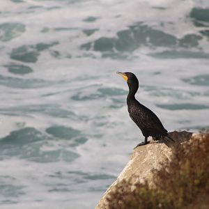 Double-Crested Cormorant (N. a. albociliatum)
