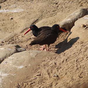Black Oystercatchers (Haematopus bachmani)