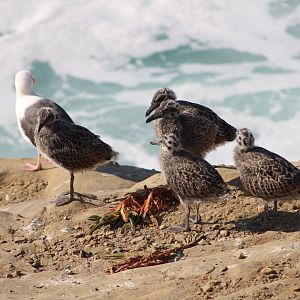 Western Gull with Chicks (Larus occidentalis)