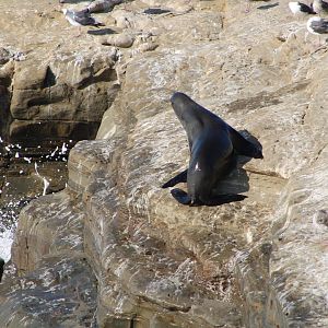 California Sea Lion (Z. californianus) + Western Gulls (L. occidentalis)
