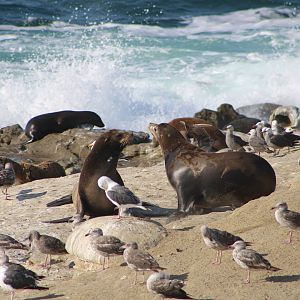 Gulls and Sea Lions