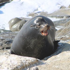 California Sea Lion (Z. californianus)
