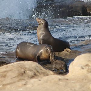 California Sea Lions with Pup (Z. californianus)