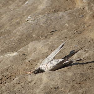 (Wild) Deceased Tern ID