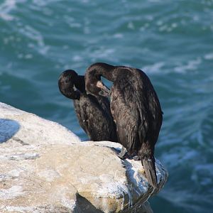 Brandt’s Cormorants (Urile penicillatus)