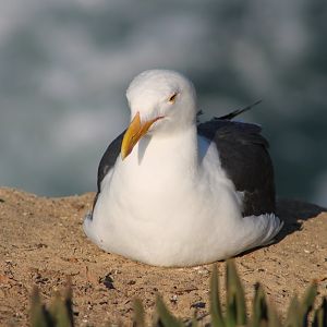 Western Gull (Larus occidentalis)