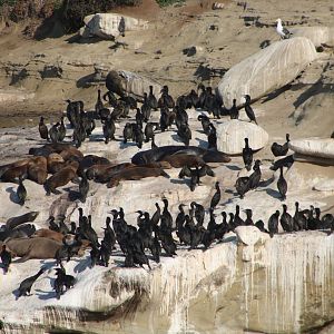 Birds and Sea Lions