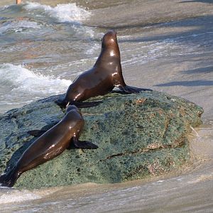 Atop the Greenish Rock (California Sea Lions)
