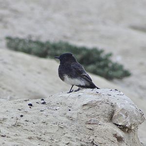 Black Phoebe (Sayornis nigricans)