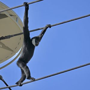 White Cheeked Gibbon using new enclosure ropes
