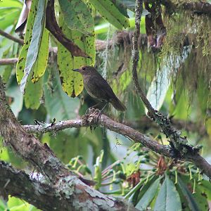 female Himalayan Shortwing (Brachypteryx cruralis)