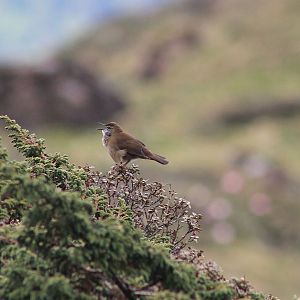 Spotted Bush Warbler (Locustella thoracica)