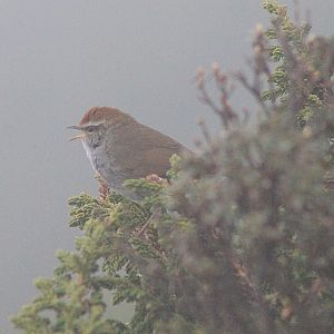 Grey-sided Bush Warbler (Cetttia brunnifrons)