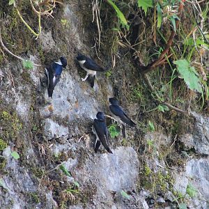 Asian House Martins (Delichon dasypus), collecting mud for nests