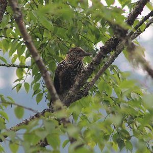 Southern Nutcracker (Nucifraga hemispila macella)