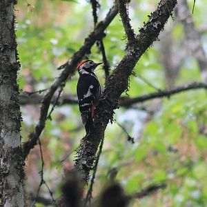 Necklaced Woodpecker (Dryobates pernyii)