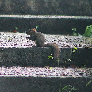 Perny’s Long-nosed Squirrel (Dremomys pernyi)
