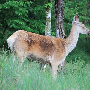 Red Deer