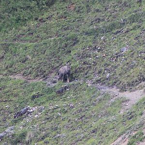 Chinese Goral (Naemorhedus griseus)