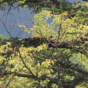 Chinese Red Panda, Ailurus (fulgens) styani