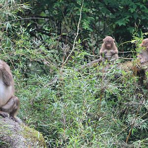 Tibetan Macaques (Macaca thibetana)