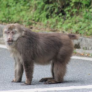 Tibetan Macaque (Macaca thibetana)