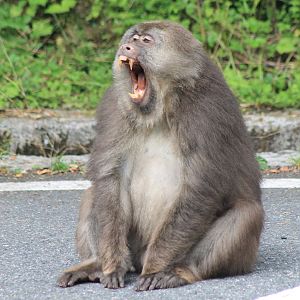 Tibetan Macaque (Macaca thibetana)