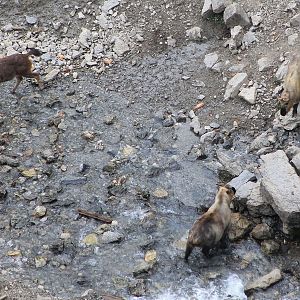 Takin (Budorcus taxicolor) and Sambar (Cervus unicolor)