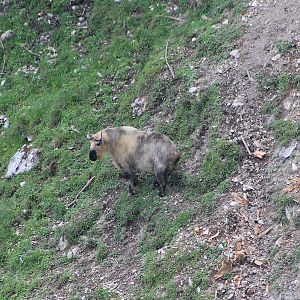 Takin (Budorcus taxicolor)